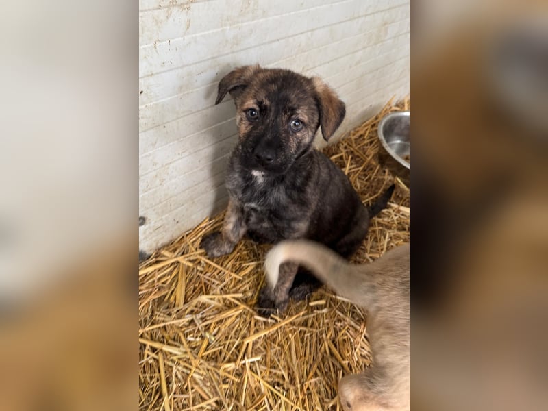 Michel, Rüde, *ca. 09.10.2024, SH ca. 55 -60 cm, neugierig, vorsichtig, schreckhaft, lieb