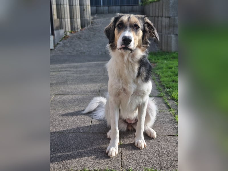 Zhara, Hündin, *ca.2.2.2024, ca. 59cm groß, ca. 26 kg, sozial, menschenbezogen, aufmerksam