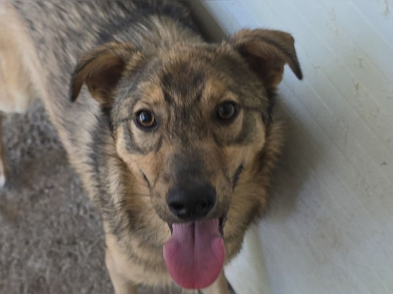 Austin, Rüde, *ca. 15.10.2024, ca. 55 cm, freundlich, neugierig, sozial