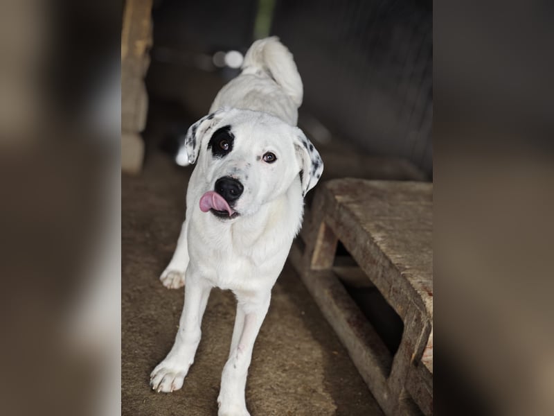 Tofu, Rüde, *ca. 10.09.2025, SH ca. kniehoch bis mittelgroß werdend, menschenbezogen, neugierig, lie