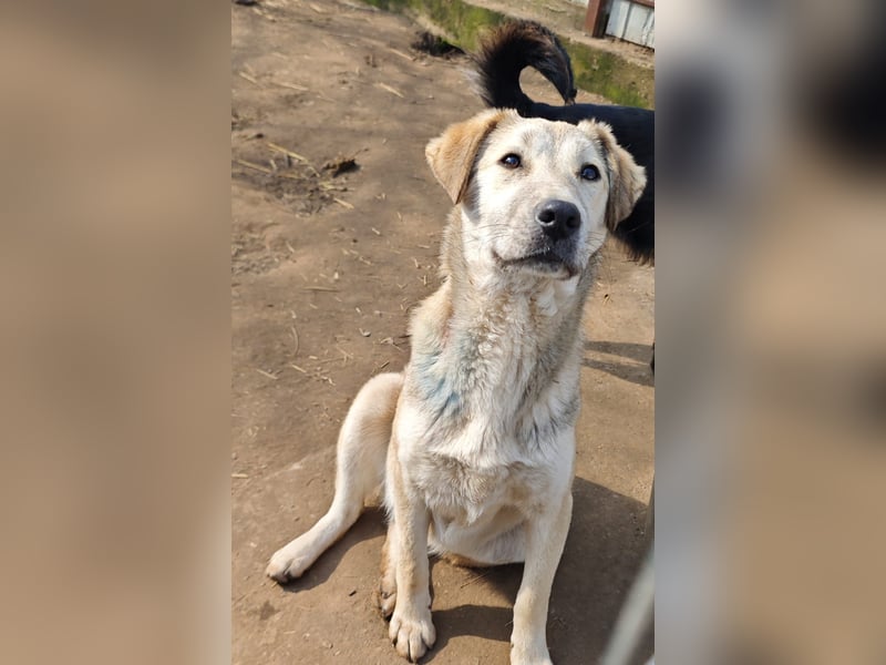 Paulinchen, Hündin, *ca. 03.06.2025, kniehoch bis mittelgroß, verschmust, freundlich, neugierig, ver