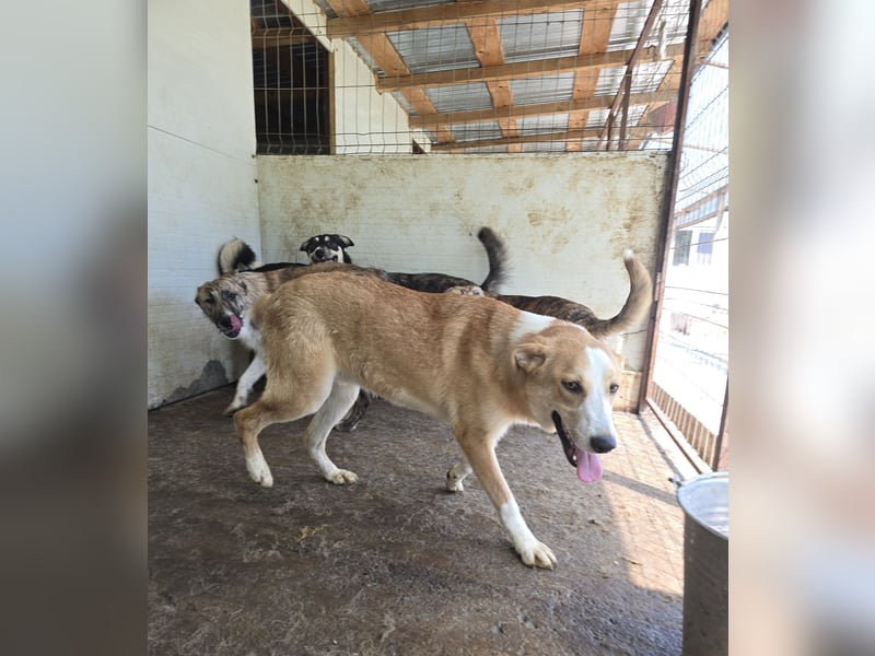 Matteo, Rüde, *ca. 09.10.2024, SH ca. 55-60 cm, freundlich, verschmust, unsicher, schreckhaft