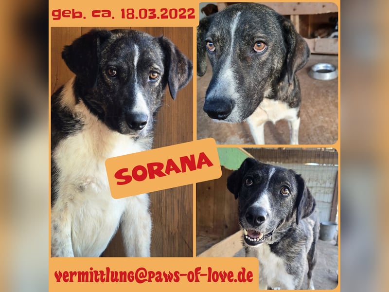 Sorana, Hündin, *ca. 18.03.2022, SH. ca. 55-60 cm, freundlich, aufgeweckt, verschmust, sozial