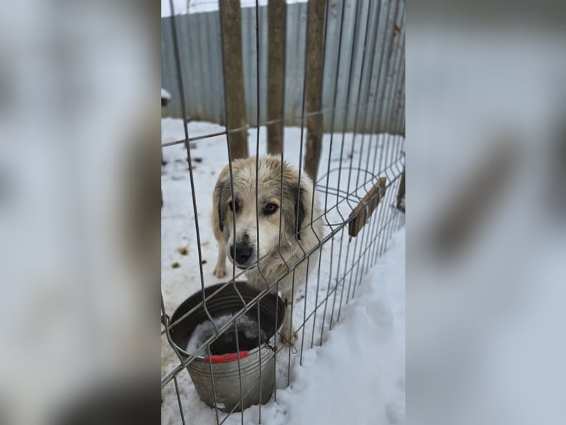 Asja, Hündin, *ca. 18.04.2022, SH ca. mittelgroß, freundlich, aufgeschlossen, verschmust, sozial