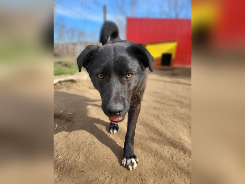 Stefan, Bub, *ca. 24.06.2022, ca. mittelgroß, sozial, verspielt, menschenbezogen