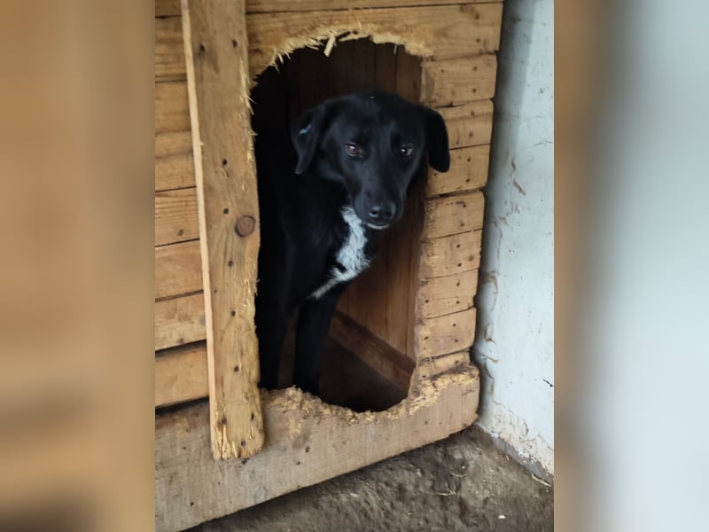 Isleen, Hündin, *ca. 14.06.2024, ca. mittelgroß, freundlich, verschmust, zurückhaltend