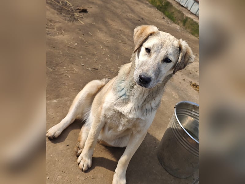 Paulinchen, Hündin, *ca. 03.06.2025, kniehoch bis mittelgroß, verschmust, freundlich, neugierig, ver