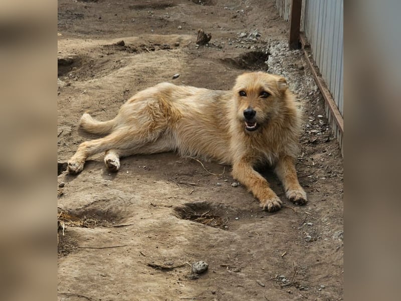 Denise, Mädel, *ca.23.02.2023, ca. mittelgroß, freundlich, verschmust, neugierig, sozial