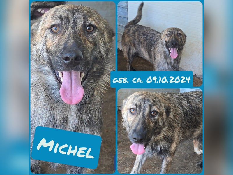 Michel, Rüde, *ca. 09.10.2024, SH ca. 55 -60 cm, neugierig, vorsichtig, schreckhaft, lieb