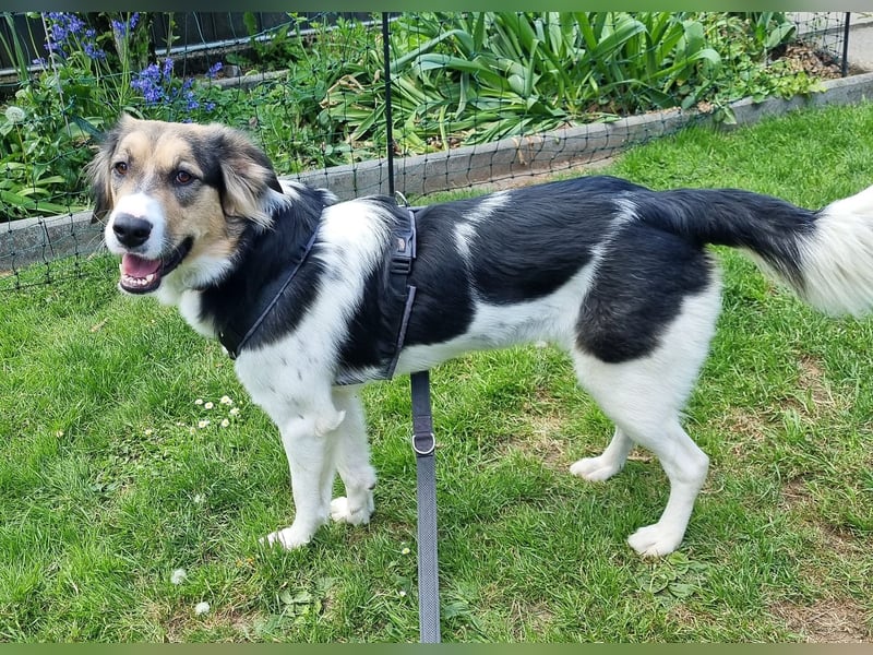 Zhara, Hündin, *ca.2.2.2024, ca. 59cm groß, ca. 26 kg, sozial, menschenbezogen, aufmerksam