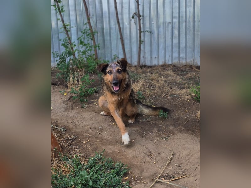 Hagrid (Spitzname "Platte") Rüde, Alter unbekannt, ca. mittelgroß, freundlich, liebevoll, sozial