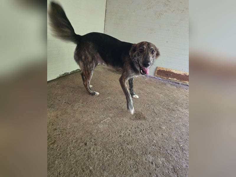 Anjo, 3Jahre 2 Monate alter Rüde, mittelgroß. freundlich, lustig, verspielt, aktiv