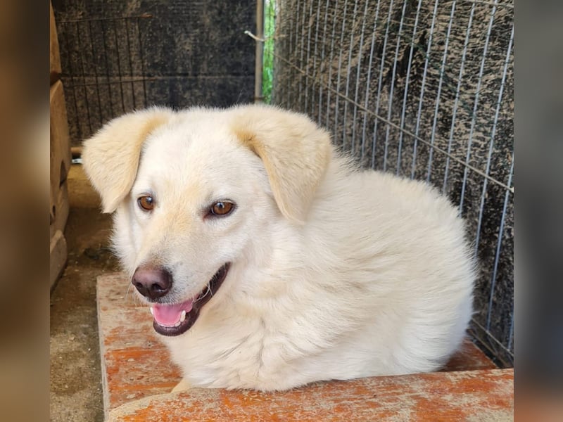 Basti, Rüde, *ca. 15.01.2023, ca. mittelgroß, lieb, freundlich, unsicher