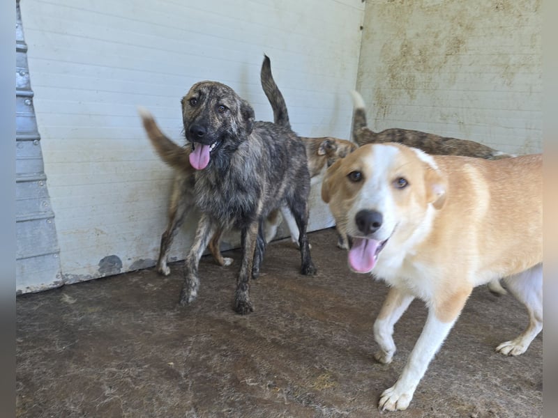 Michel, Rüde, *ca. 09.10.2024, SH ca. 55 -60 cm, neugierig, vorsichtig, schreckhaft, lieb