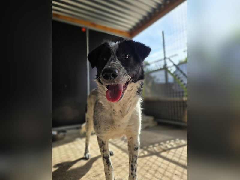 Polly. geb. ca. 11.12.2020, SH ca. mittelgroß, verspielt, fröhlich, sozial mit auserwählten Hunden