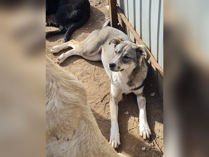 Tessa, 1Jahr und 10 Monate alte Junghündin mittelgroß, freundlich, offen, verspielt, neugierig