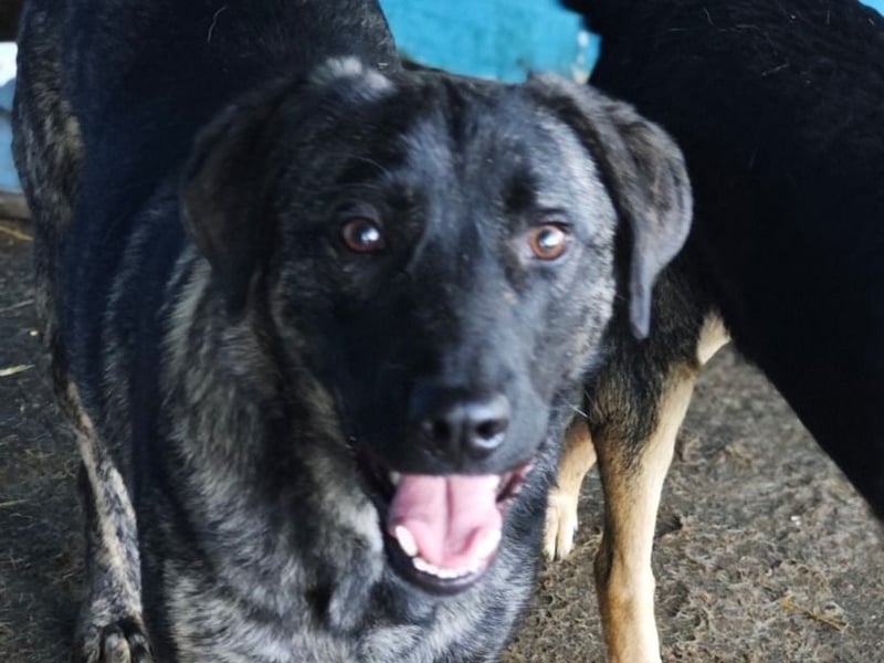 Isak, Rüde, *ca. 14.06.2024, ca. mittelgroß, sehr sozial, ausgeglichen, freundlich