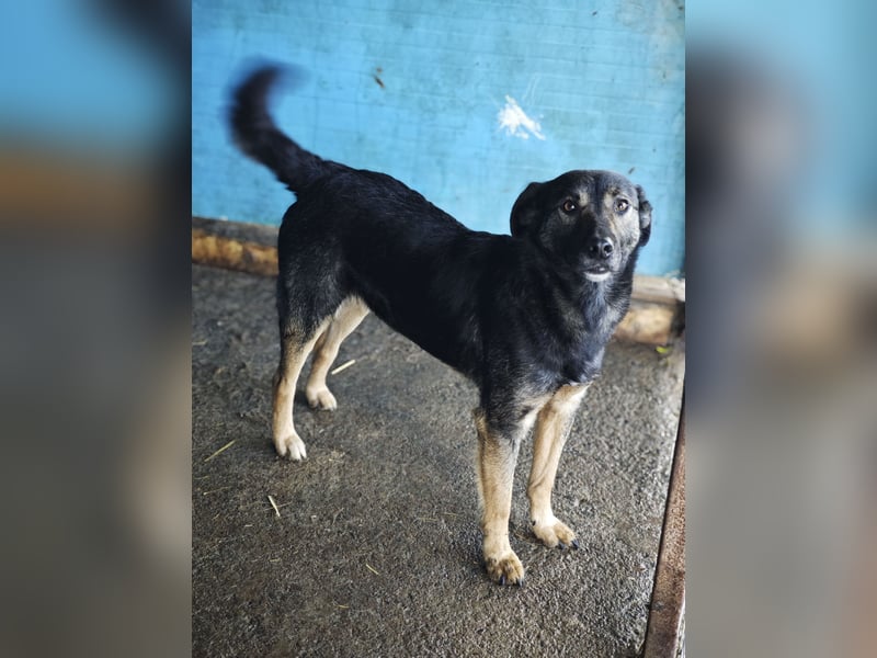 Assisi, Rüde, *ca. 03.01.2024, ca. mittelgroß, freundlich, warmherzig, neugierig, sozial