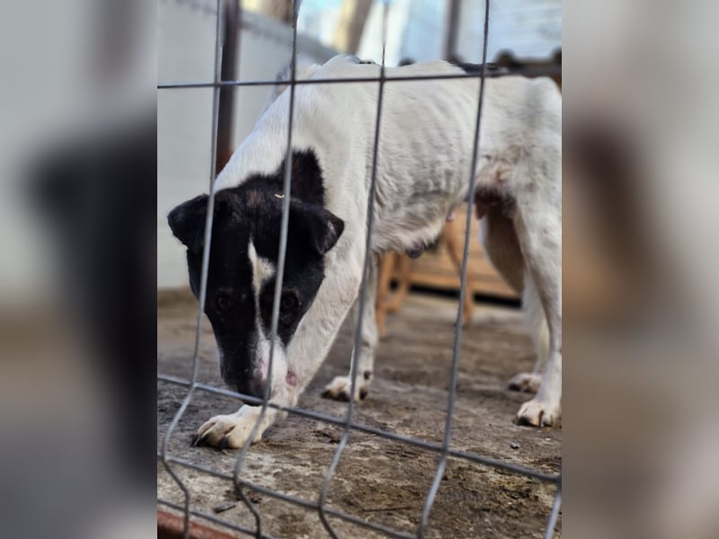 Maria , Hündin, *ca. 03.01.2014, SH mittelgroß, schüchtern, zurückhaltend, neugierig