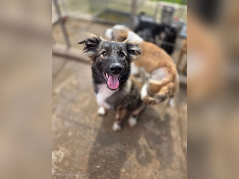 Winnie, Rüde, *ca. 29.10.2024, ca. mittelgroß bis groß, sehr sozial, neugierig, lebensfroh