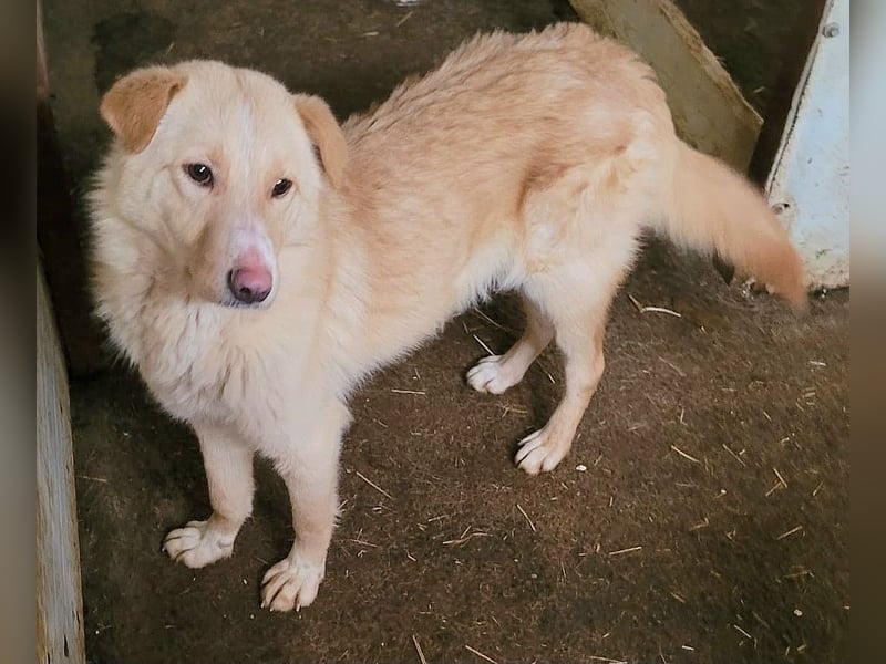 Carno, Rüde, 1 Jahr+ 8 Monate, mittelgroß bis groß, verschmust, sozial, aufgeweckt, neugierig