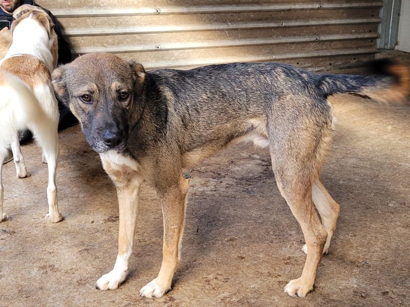 Reef, fast 2jähriger Bub , SH ca. mittelgroß, freundlich, verspielt, neugierig, sozial