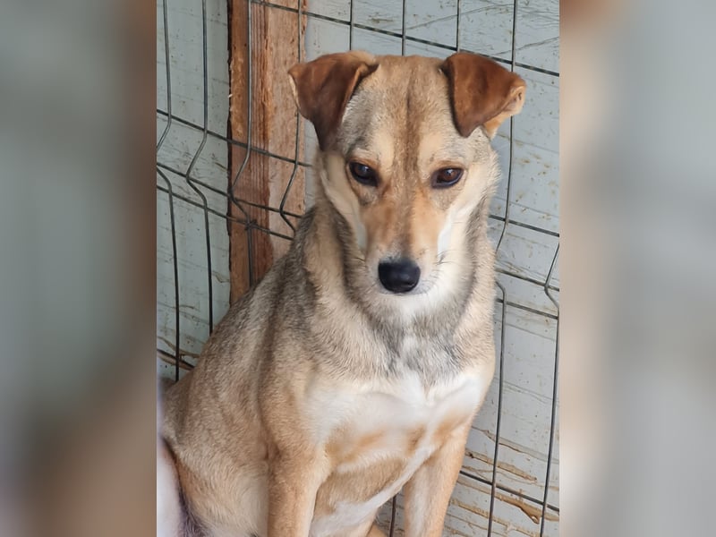 Isy, Hündin, *ca. 18.01.2021, ca. mittelgroß, ruhig, ängstlich, sozial