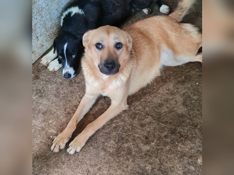 Rica, bald 2 jähriges Mädel, SH ca. mittelgroß, freundlich, sozial, aufgeweckt, verschmust