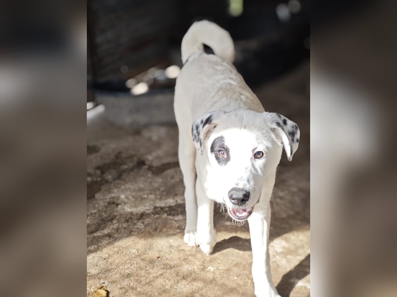 Tofu, Rüde, *ca. 10.09.2025, SH ca. kniehoch bis mittelgroß werdend, menschenbezogen, neugierig, lie