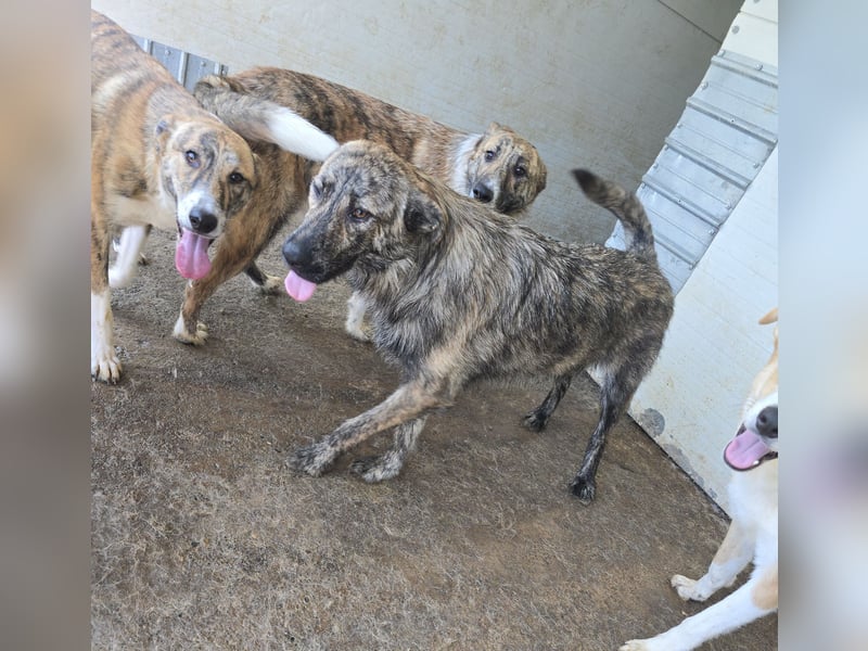 Michel, Rüde, *ca. 09.10.2024, SH ca. 55 -60 cm, neugierig, vorsichtig, schreckhaft, lieb