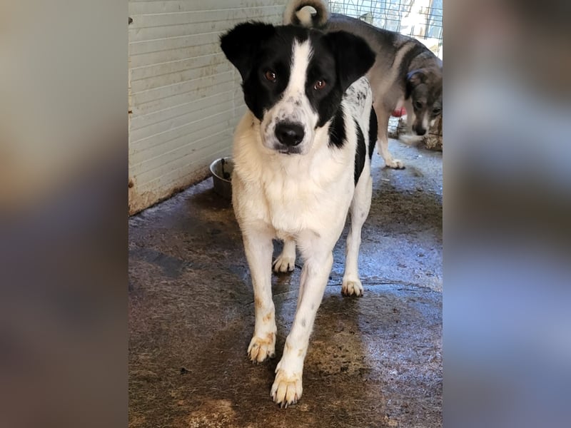 Paula, Hündin, *ca. 20.03.2020, ca. mittelgroß, sanft, schüchtern, sozial, vorsichtig