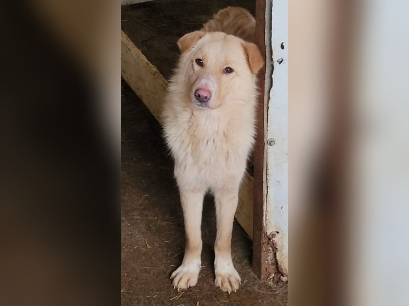 Carno, Rüde, 1 Jahr+ 8 Monate, mittelgroß bis groß, verschmust, sozial, aufgeweckt, neugierig