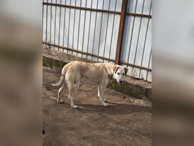 Paulinchen, Hündin, *ca. 03.06.2025, kniehoch bis mittelgroß, verschmust, freundlich, neugierig, ver