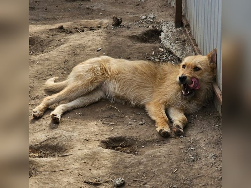 Denise, Mädel, *ca.23.02.2023, ca. mittelgroß, freundlich, verschmust, neugierig, sozial