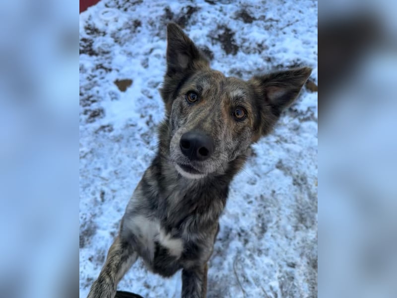 Anjo, 3Jahre 2 Monate alter Rüde, mittelgroß. freundlich, lustig, verspielt, aktiv