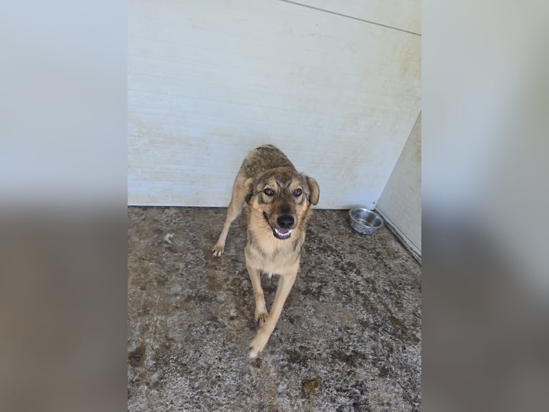 Austin, Rüde, *ca. 15.10.2024, ca. 55 cm, freundlich, neugierig, sozial