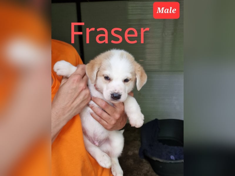 Fraser, 3-jähriger Bub, SH ca. mittelgroß, freundlich, sozial, verspielt, vorsichtig