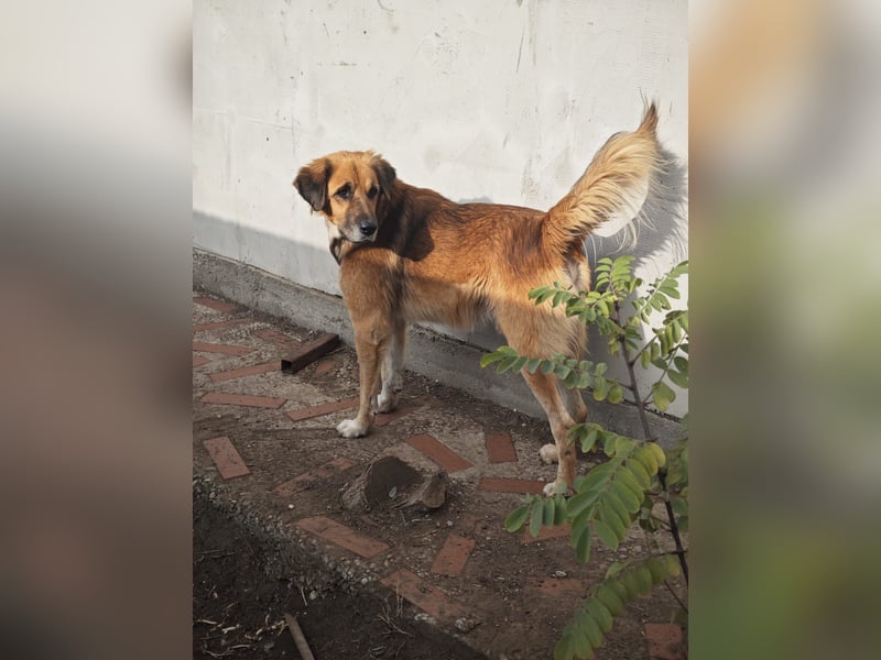 Arthos, Rüde, *ca. 20.10.2016, ca. mittelgroß, verschmust, aktiv, sozial, freundlich