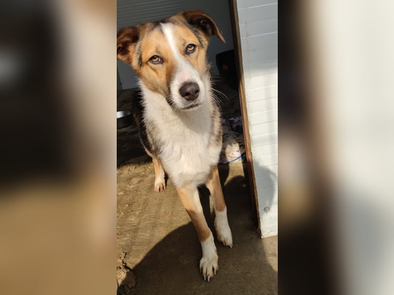 I L J A , 3-jähriger Junge, SH ca. mittelgroß, zurückhaltend, neugierig, sanft, sozial