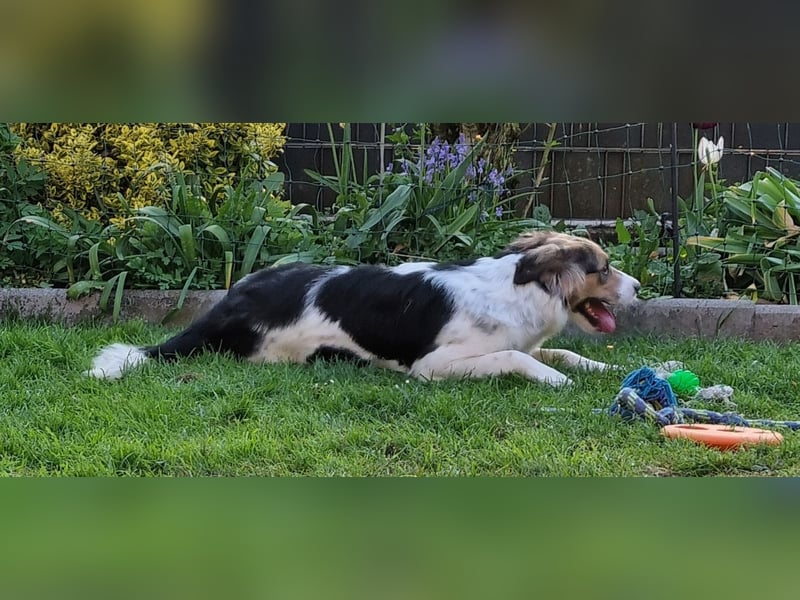 Zhara, Hündin, *ca.2.2.2024, ca. 59cm groß, ca. 26 kg, sozial, menschenbezogen, aufmerksam