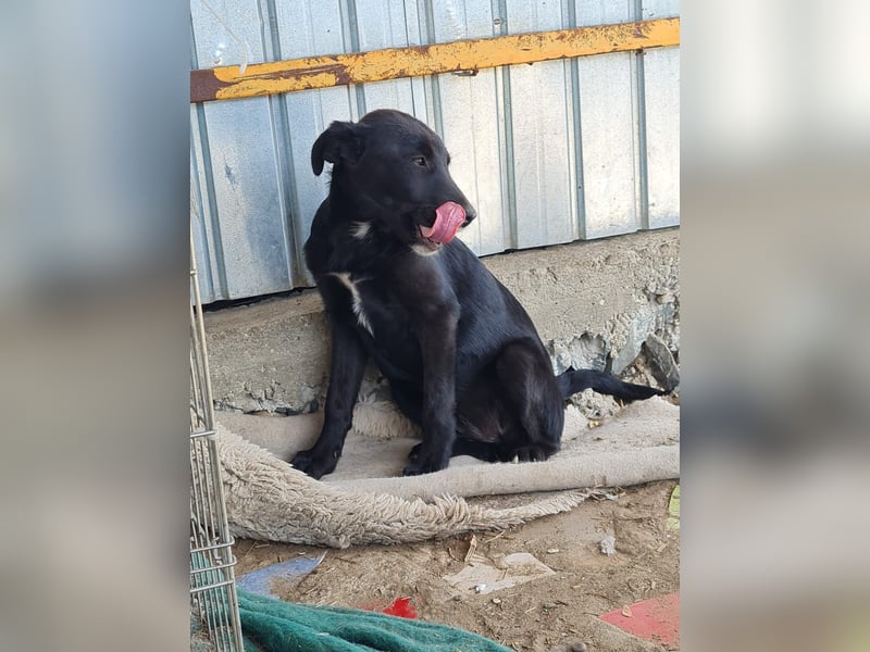 Loki, Hündin, *ca. 20.12.2024, ca. mittelgroß, feinfühlig, neugierig, (noch) zurückhaltend