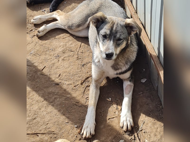 Tessa, 1Jahr und 10 Monate alte Junghündin mittelgroß, freundlich, offen, verspielt, neugierig