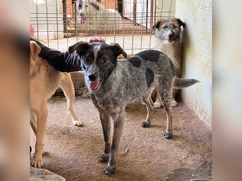 Xenon, fast 2-jähriger Jundhund, SH ca. mittelgroß, freundlich, neugierig, sozial