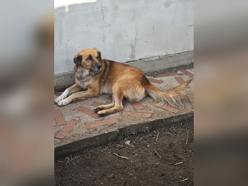 Arthos, Rüde, *ca. 20.10.2016, ca. mittelgroß, verschmust, aktiv, sozial, freundlich