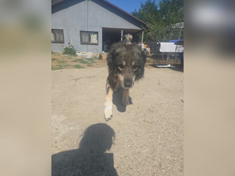 Dragos, Rüde, *ca. 15.9.2014, ca. mittelgroß, liebt Menschen, verspielt, dominant