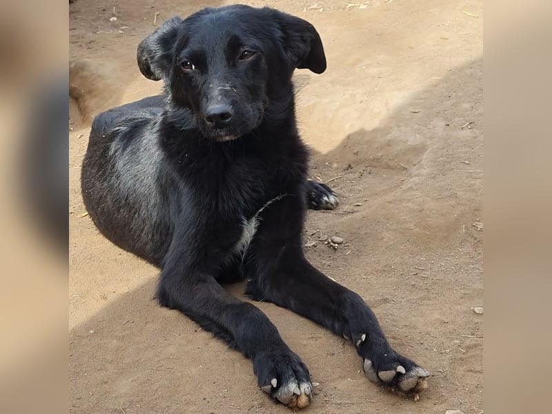 Velo, 1 ¾ jähriger Hundejunge, SH ca. mittelgroß, aufgeschlossen, freundlich, sozial, verschmust)