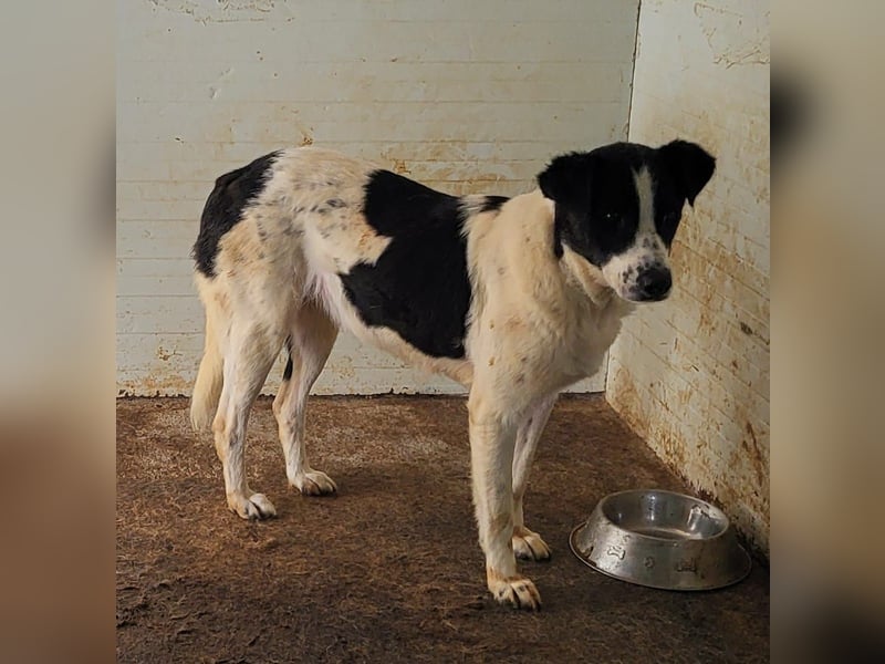 Paula, Hündin, *ca. 20.03.2020, ca. mittelgroß, sanft, schüchtern, sozial, vorsichtig