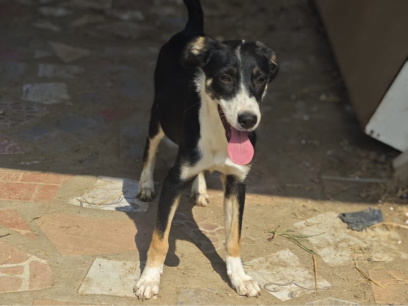 Catrina, Hündin, *ca. 10.04.2025, ca. mittelgroß, verschmust, aufmerksam, wissbegierig
