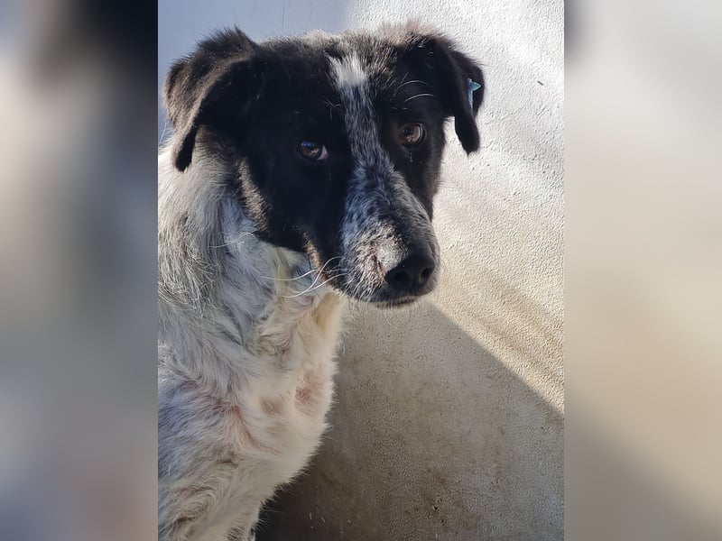 Polly. geb. ca. 11.12.2020, SH ca. mittelgroß, verspielt, fröhlich, sozial mit auserwählten Hunden