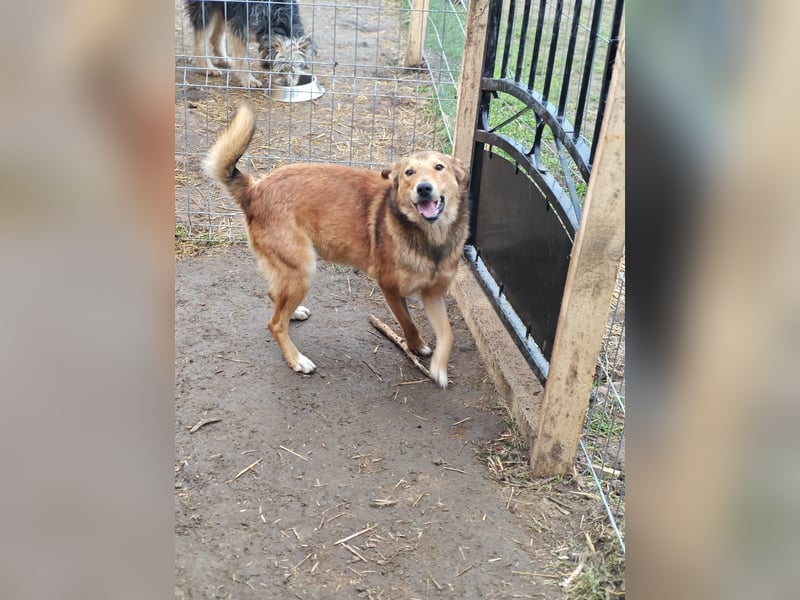 Ralf, Rüde, *ca. 08.10.2023, ca. mittelgroß, lebensfroh, aktiv, möchte gefördert werden, freundlich